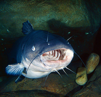 Catfish - Whiskered Wanderer of Murky Waters 