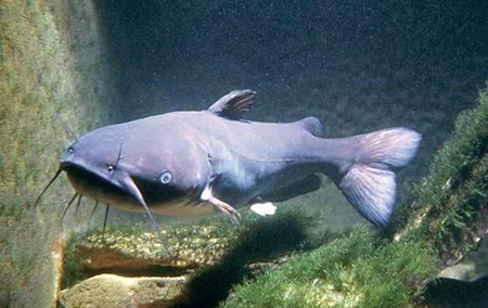 Blue catfish usually stay south of Q-C area