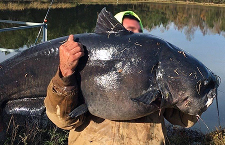 Blue Catfish