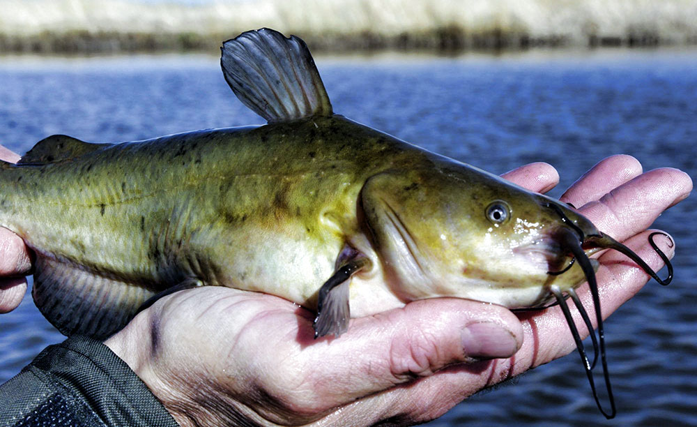 Brown Bullhead Catfish