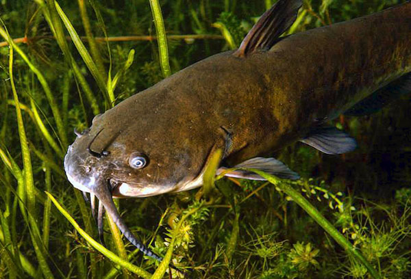 Brown Bullhead Catfish