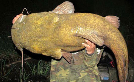 Flathead Catfish