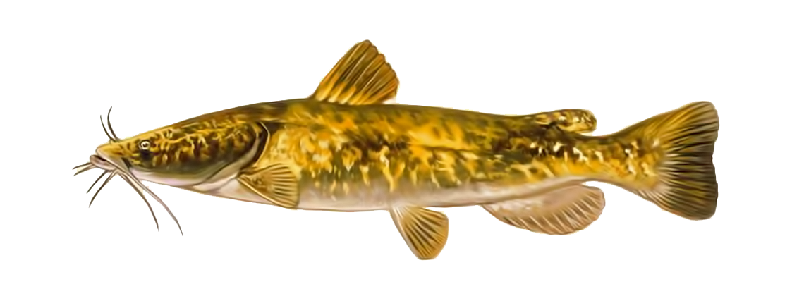 https://tm.americancatfishingassociation.com/usr/img/species_flathead_catfish-w1140px_10521743.png