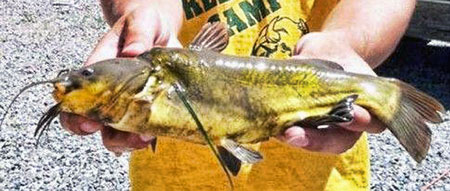 Yellow Bullhead Catfish