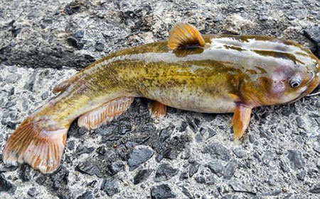 baby bullhead catfish